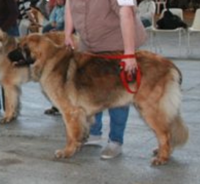 CH. Clothilde-messidor Des Neiges de Chantelouve - Excellent - classe C.I.F