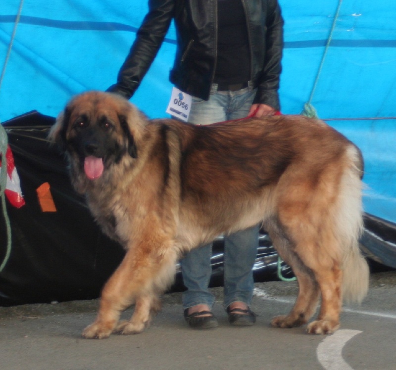 CH. Clothilde-messidor Des Neiges de Chantelouve - Très bon - Sélectionnée en C.I.F. - 1ère place