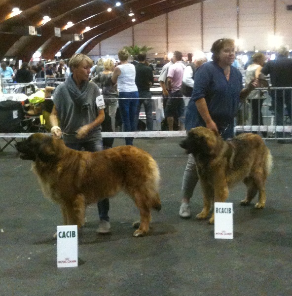 CH. Flora du Moulin de Fontcastel - 1ère EXC en CIF- CACS - RCACIB