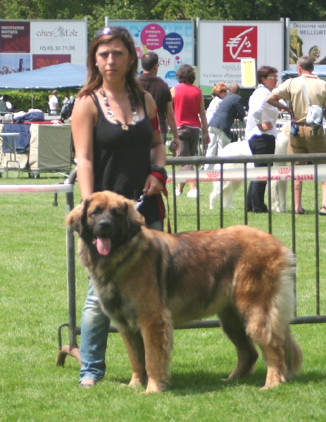 CH. Clothilde-messidor Des Neiges de Chantelouve - 1ere excellent - CACS - Meilleur de race