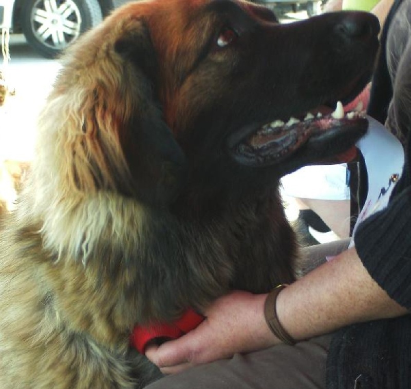 CH. Clothilde-messidor Des Neiges de Chantelouve - Très bon - classe C.I.F.