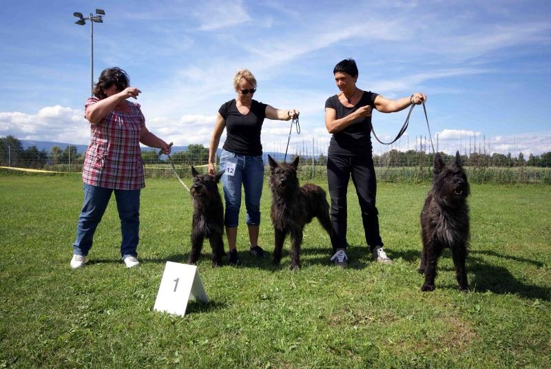 Ajoa du Domaine de Saint Paul - Meilleur lot d' élevage