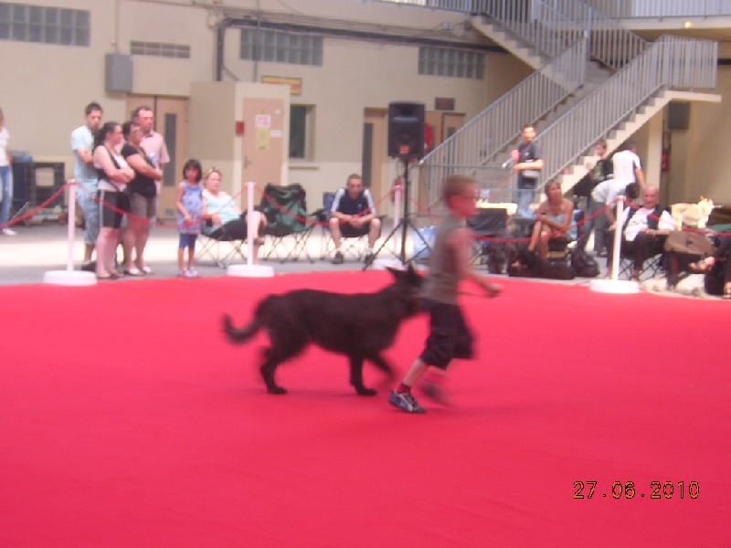 Ajoa du Domaine de Saint Paul - 2ème Excellent - classe ouverte femelle - RCACS