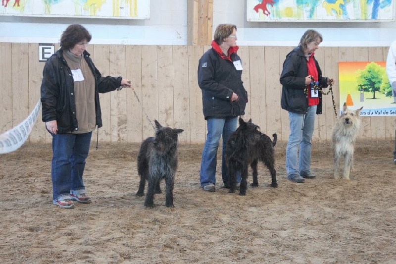 Ajoa du Domaine de Saint Paul - excellent - classe ouverte femelle