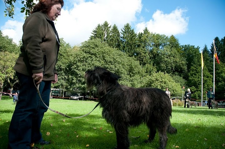 Ajoa du Domaine de Saint Paul - 2ème Excellent - classe ouverte femelle