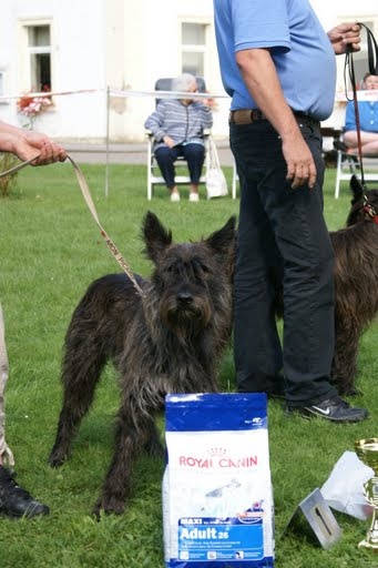 Ajoa du Domaine de Saint Paul - 1éré Excellent - classe ouverte femelle - RCAC