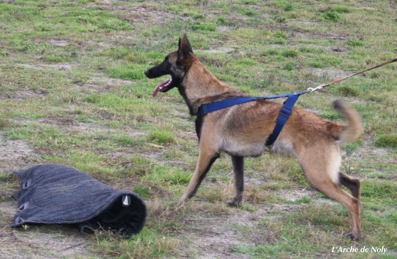 Fidji de l'Arche de Noly