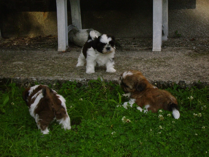 Chiens 101 Logiciel De Visee Chien Tlenukabtuterfgq