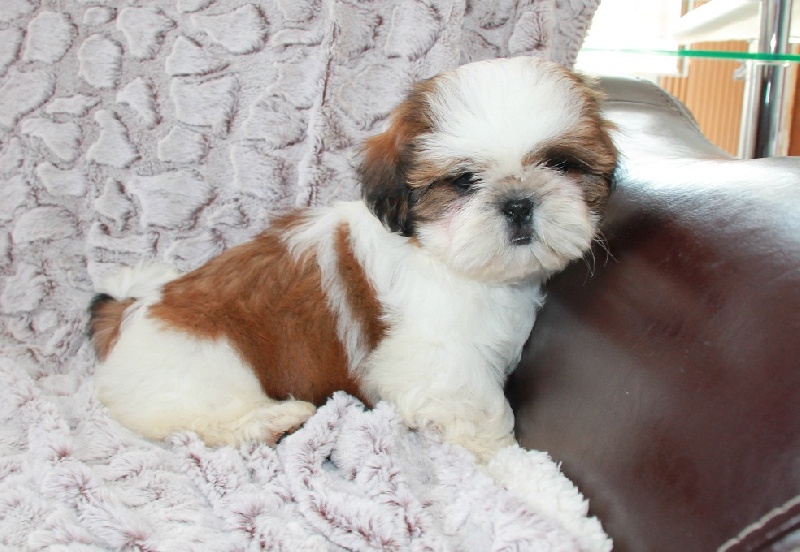 Hanaé mori de la magie de lys