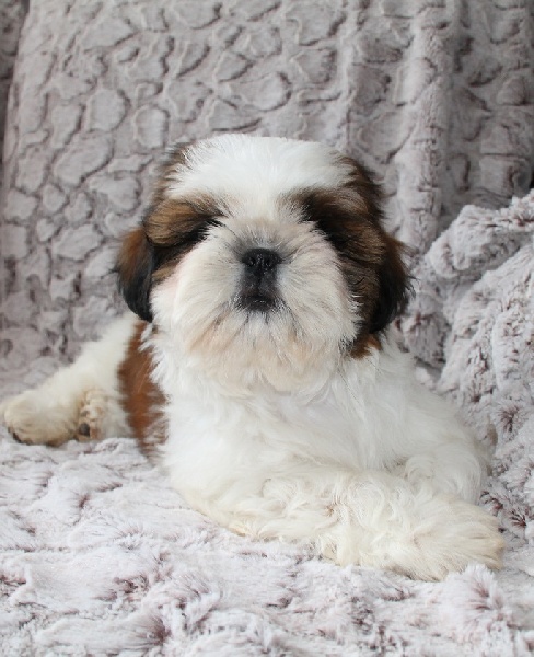 Hanaé mori de la magie de lys