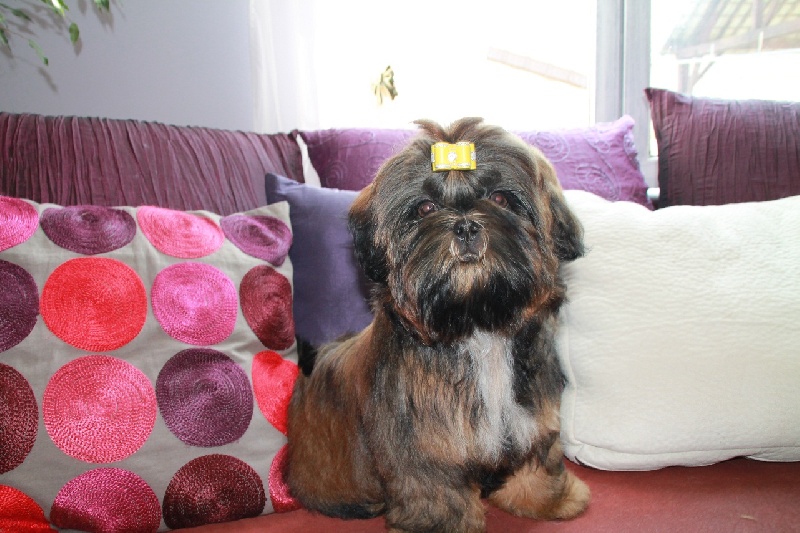 Gucci de la magie de lys