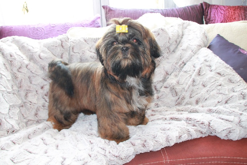 Gucci de la magie de lys