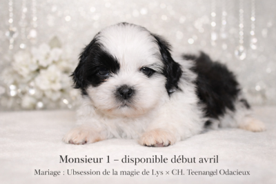 Les chiots de Shih Tzu