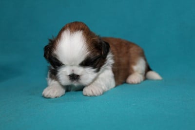 Les chiots de Shih Tzu