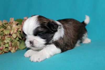 Les chiots de Shih Tzu