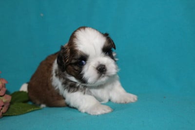 Les chiots de Shih Tzu