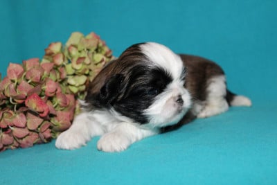 Les chiots de Shih Tzu