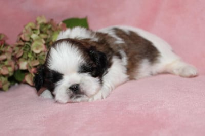 Les chiots de Shih Tzu