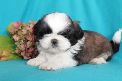 Monsieur 1 - Shih Tzu