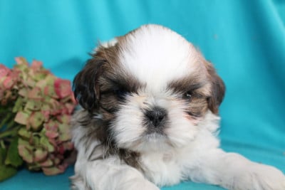 Monsieur 2 - Shih Tzu