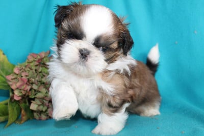 Monsieur 3 - Shih Tzu