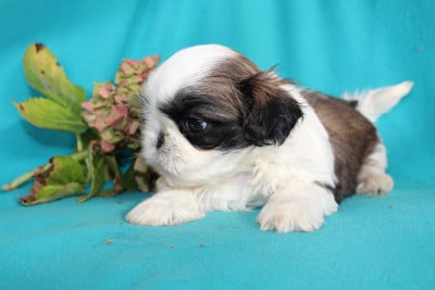 Monsieur 4 - Shih Tzu