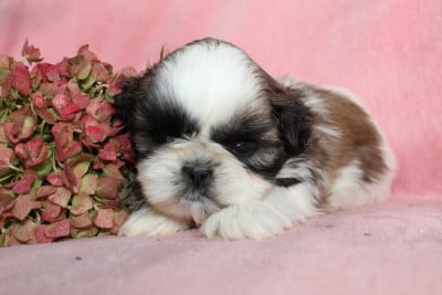 Mlle 1 - Shih Tzu