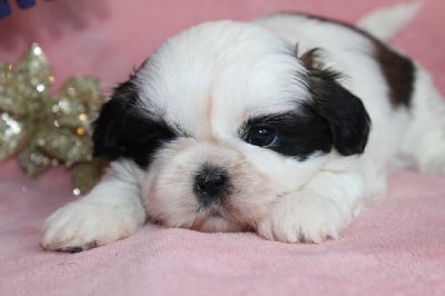 Les chiots de Shih Tzu
