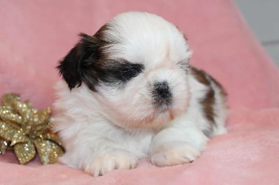 Les chiots de Shih Tzu