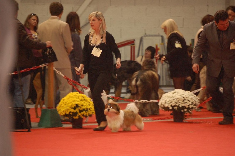 Faraon des Pommiers du Pays d'Othe - Meilleur Jeune 1 excellent