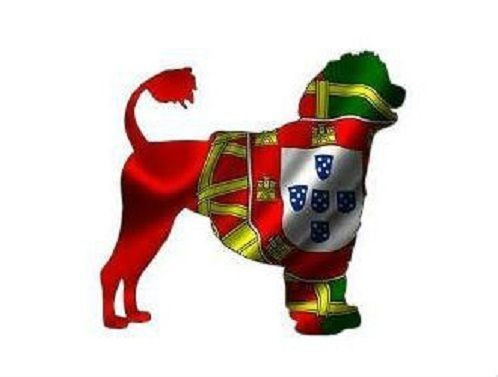 CHIOT 9 - Chien d'eau portugais
