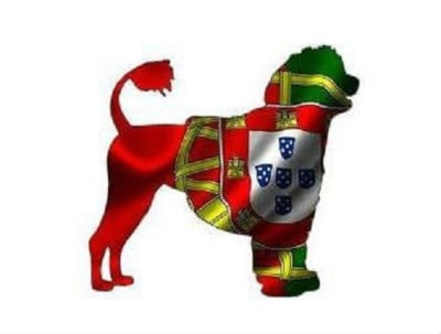 Les chiots de Chien d'eau portugais