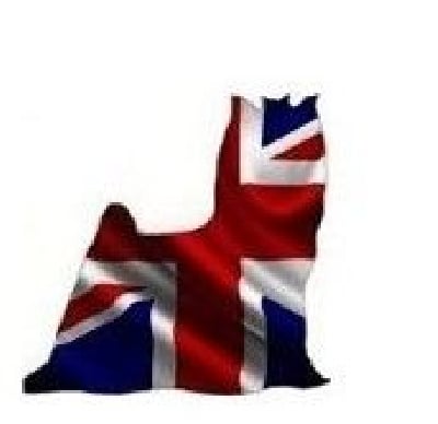 Les chiots de Yorkshire Terrier