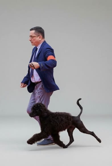 Happily's ALVARO "Al" - 1er TP / BOB PUPPY / BOG PUPPY / BEST IN SHOW PUPPY 3