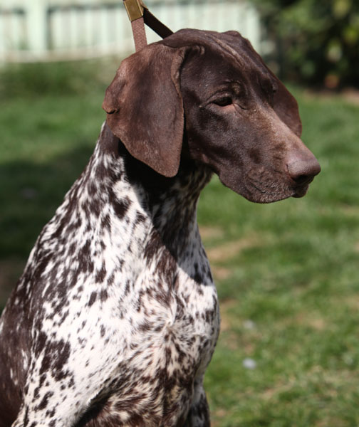 Publication : du Nid aux Nobles Auteur : Manuela Banu