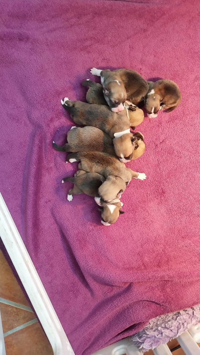 Welsh Corgi Pembroke - du mas de Canteperdrix