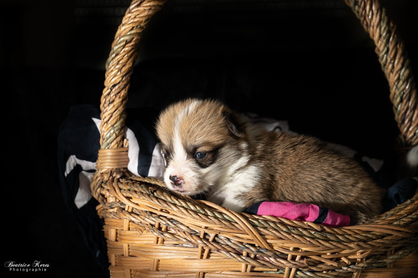 Chiot N°3 - Welsh Corgi Pembroke