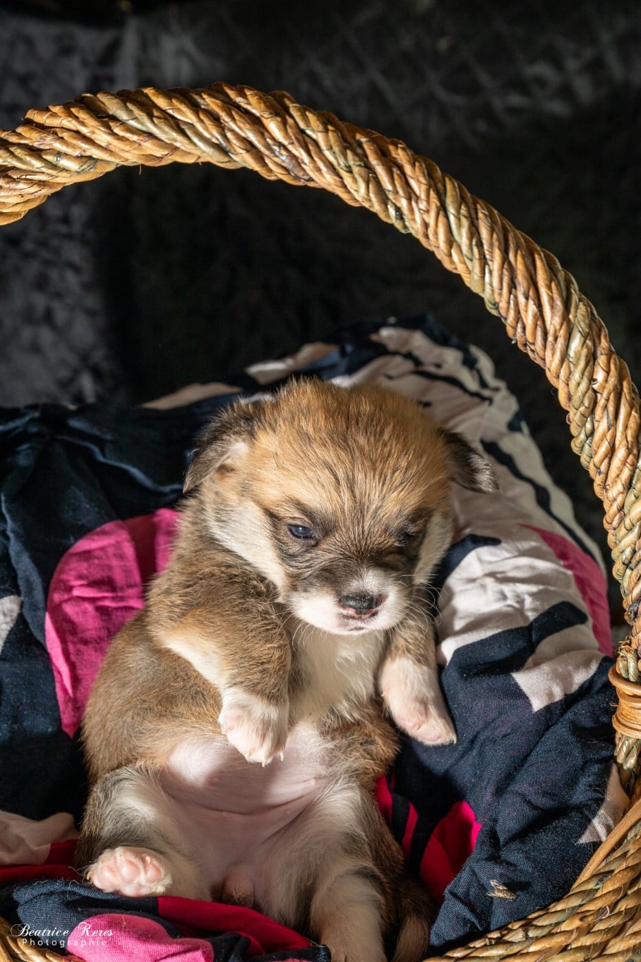 Chiot N°4 - Welsh Corgi Pembroke