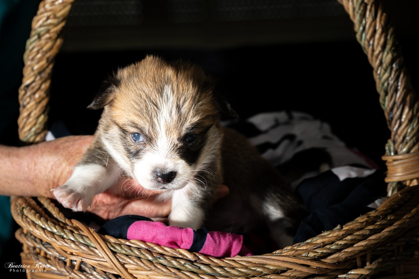 Chiot N°6 - Welsh Corgi Pembroke