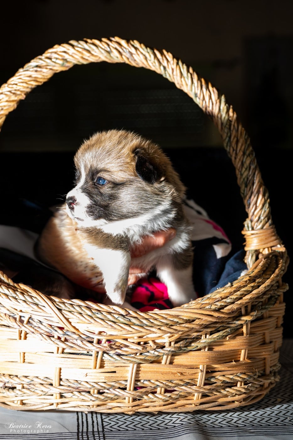 Chiot N°7 - Welsh Corgi Pembroke