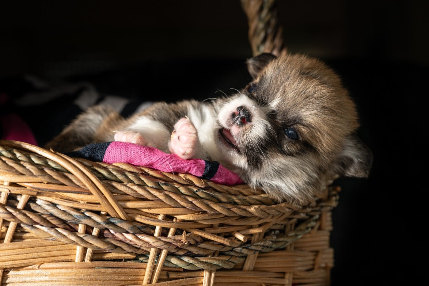 Chiot N°1 - Welsh Corgi Pembroke