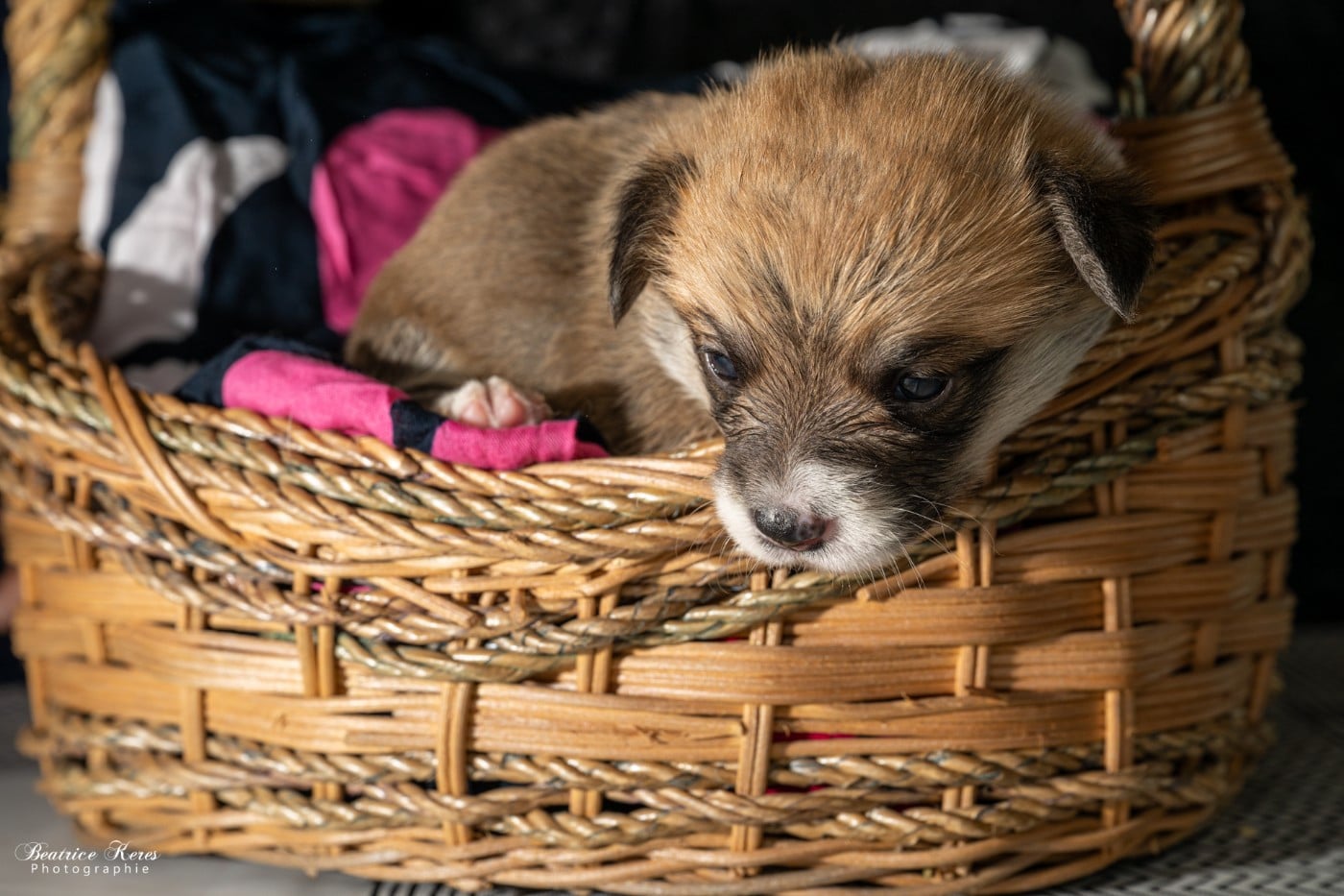 Chiot N°8 - Welsh Corgi Pembroke