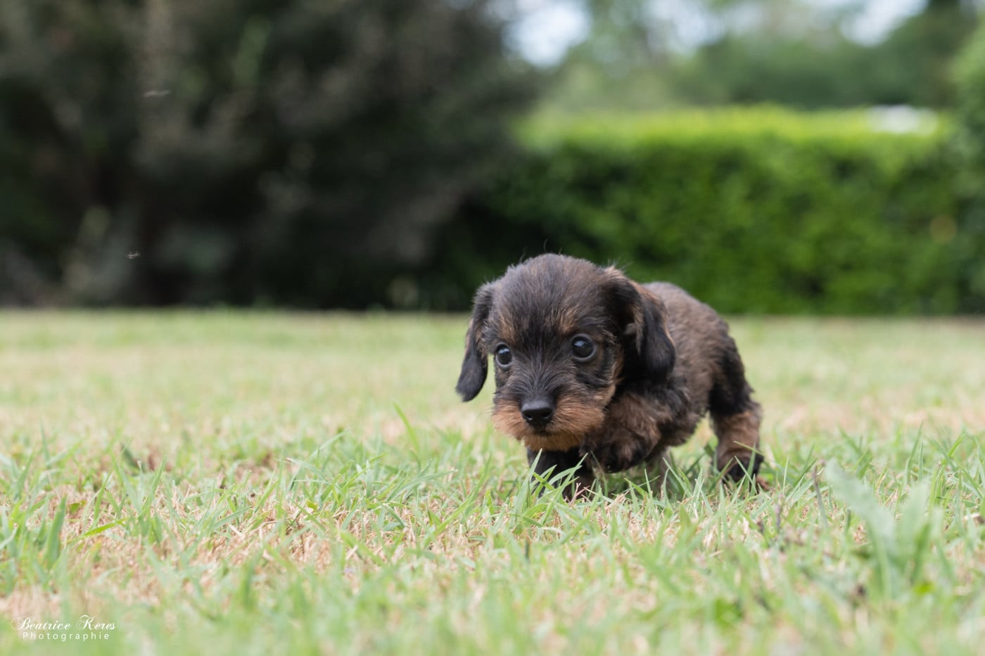 Chiot N°1 - Teckel poil dur