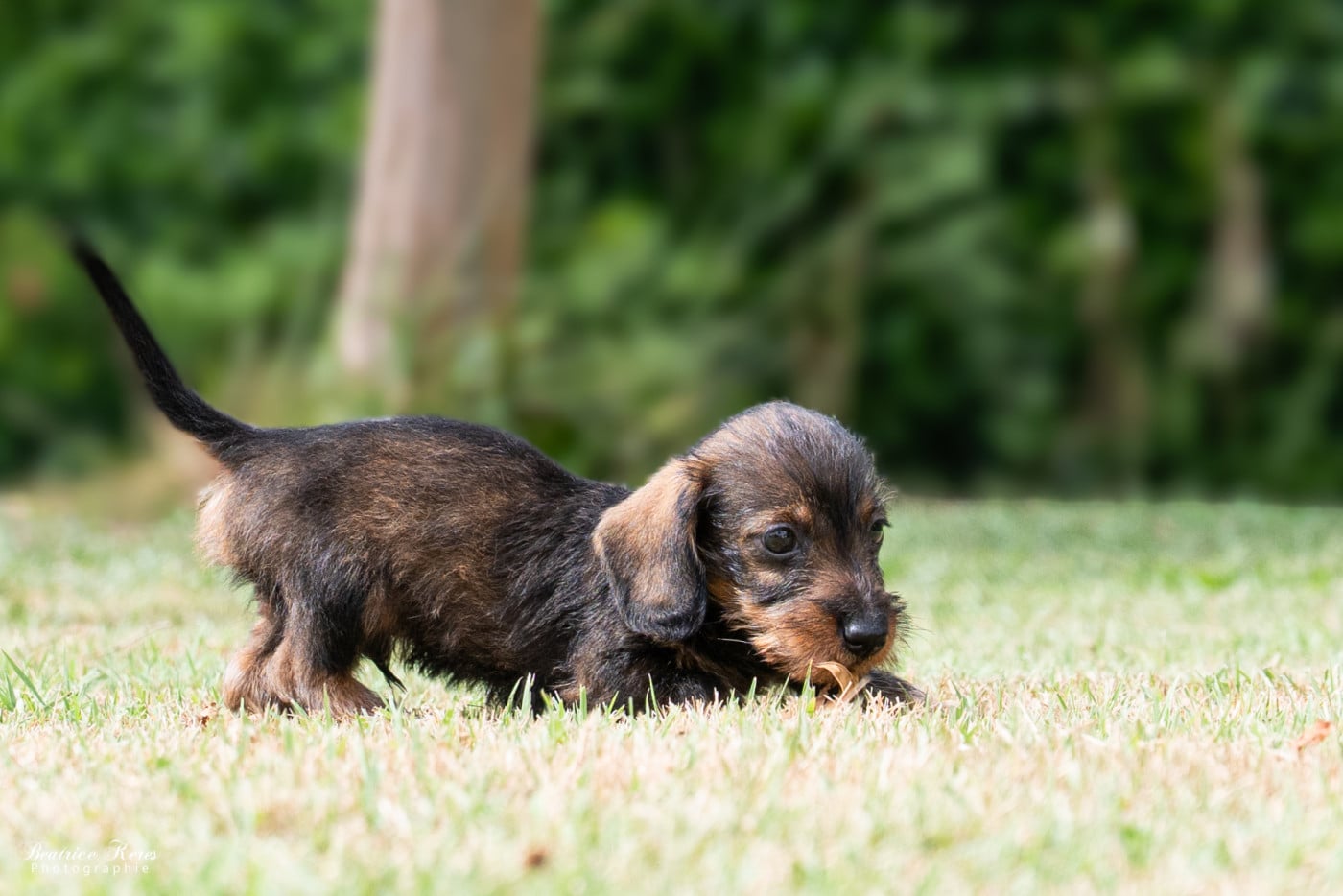Chiot N°2 - Teckel poil dur