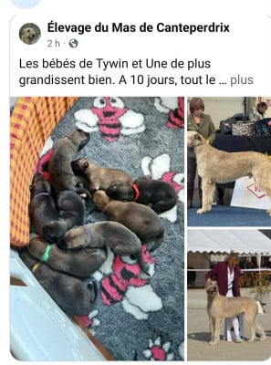 Chiot N°5 - Levrier Irlandais