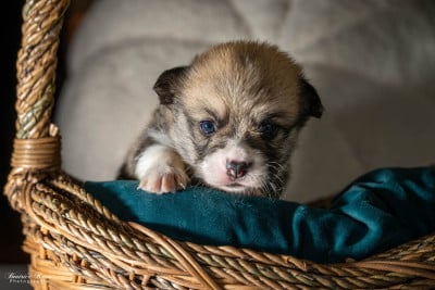 Les chiots de Welsh Corgi Pembroke