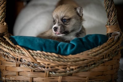 Les chiots de Welsh Corgi Pembroke
