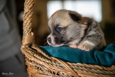 Les chiots de Welsh Corgi Pembroke