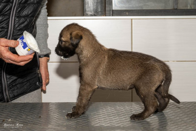 Les chiots de Levrier Irlandais