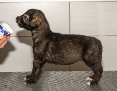 Les chiots de Levrier Irlandais
